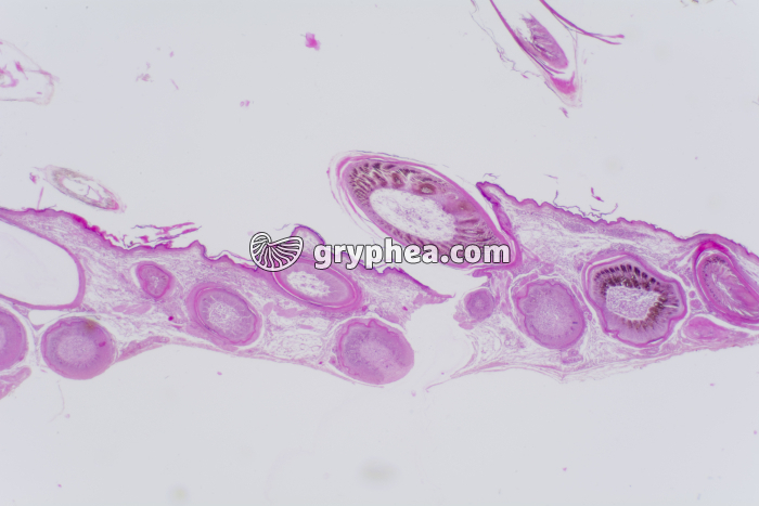 Peau d'Oiseau CT x10 - gryphea.org